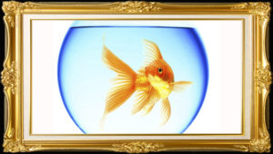 09 Золотая рыбка